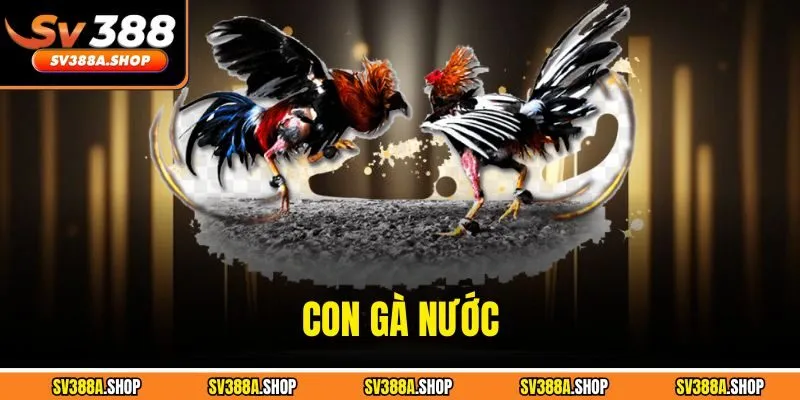 Con Gà Nước - Tất Tần Tật Thông Tin Cần Biết Tại SV388