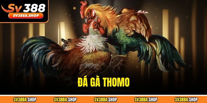 Đá Gà Thomo – Đỉnh Cao Tốc Độ, Chuẩn Xác Từng Pha Đấu